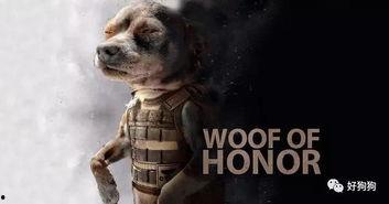 娱乐吃瓜汪星人是谁啊,网络红星的崛起之路